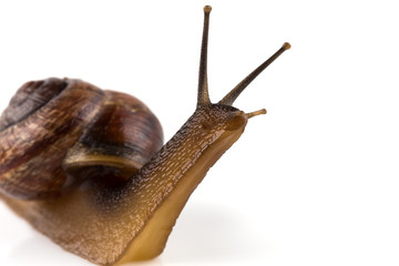 Garden snail ,isolated on white