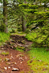 Evergreen forest. Montenegro
