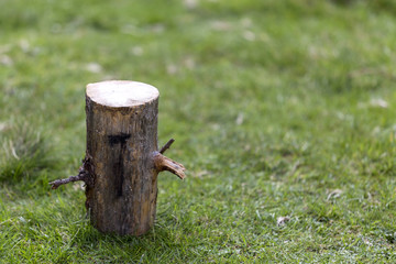 Close-up shot, isolated tree stump outdoors on grassy sunny summer forest clearing on dark green...