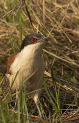 Coucal in Hwange National parl