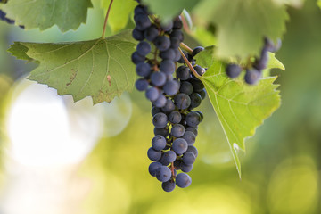 Dark blue ripening grape cluster lit by bright sun on blurred colorful bokeh copy space background.