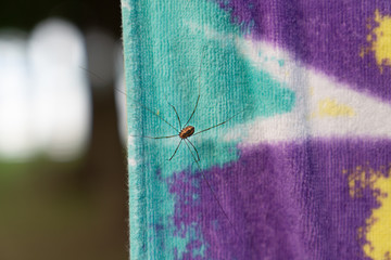 Close up of daddy long legs spider on colorful towel
