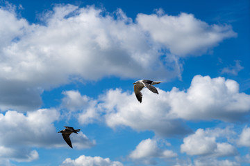 Two birds flying in a cloudy sky