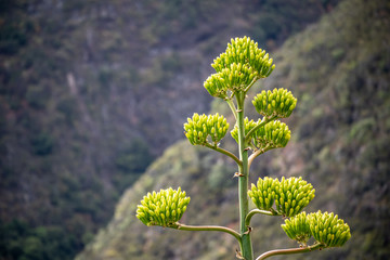 agave americana (sentry plant) on mountainous terrain