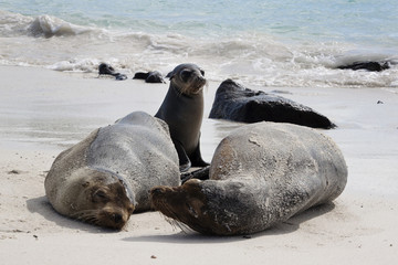 Seals on beach in Galapagos Island