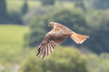 Red kite in flight (Milvus milvus), Scotland