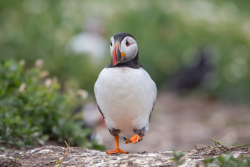Puffin walking on green field (Fratercula arctica), Farne islands, Scotland