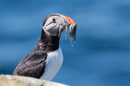 Puffin with pilchards in the bill (Fratercula arctica), Farne islands, Scotland