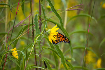 Monarch on Yellow False Sunflowers