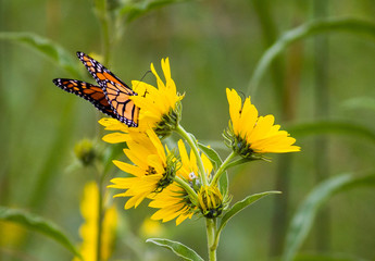 Monarch on Yellow False Sunflowers