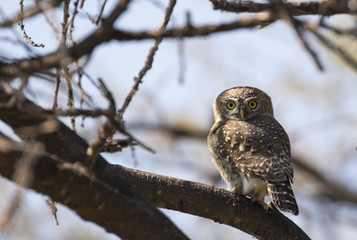 Bird in Chobe National Park