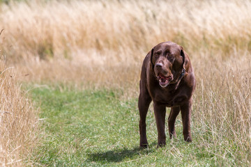 Labrador dog in field