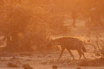 Hyena in Chobe National Park