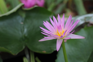 pink water lily in the pond,lotus,close up