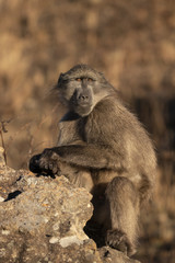 Obraz na płótnie Canvas Baboon in South Africa
