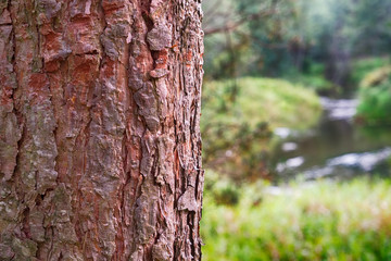 Obraz premium Bark of pine tree wooden space for text and landscape of forest river on background - not in focus.