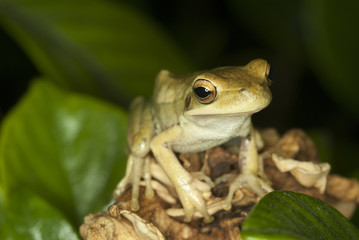 Tree frog (Hyla pucella)