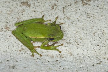 Tree frog (Hyla pucella)