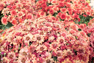 Fototapeta premium Delightfully Pink Mums