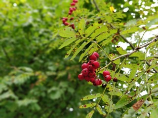 Red Berries groing on a tree in a forest