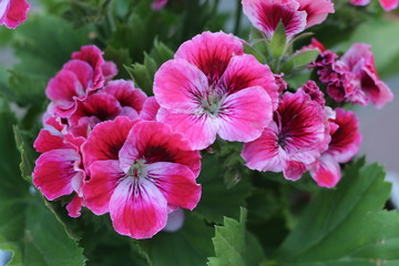 Pelargonia angielska