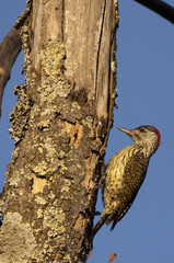 Bird in Chobe National Park
