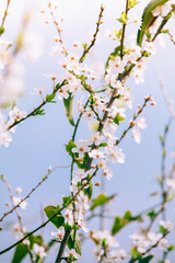 è di nuovo primavera