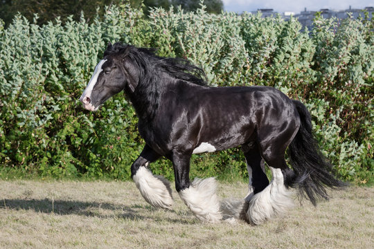 Black tinker horse running gallop on the field