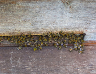 Bees in gray hives on a sunny day in the garden