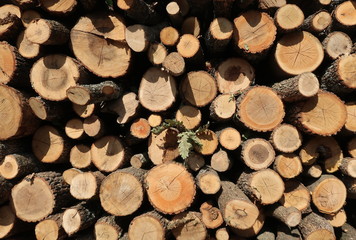 Stack of wood
