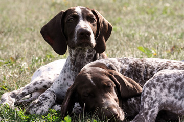 german shorthaired pointer, german kurtshaar two spotted little brown puppy, dogs lie on the grass in the autumn in the sun, one animal sleeps, the second looks at the camera, a sunny autumn day,