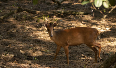 Duiker antelope in South Africa