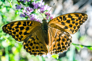 Farfalla