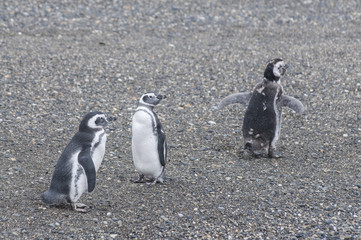 Fototapeta premium Maguellanic penguins (Spheriscus maguellanicus) at the Martillo Island penguine colony in Tierra del Fuego, Argentina.