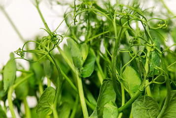 Close up to texture of young sweet pea sprouts