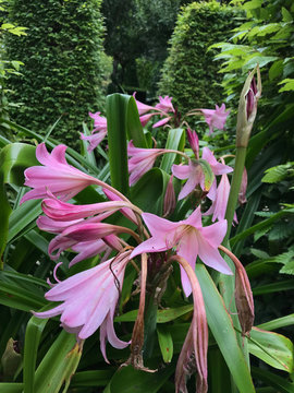 Amarcrinum