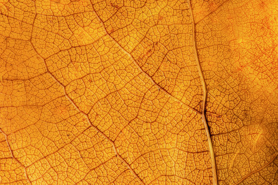 Close up of colorful autumnal leaf background