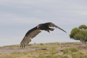 Turkey vulture (Cathartes aura)