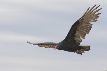 Turkey vulture (Cathartes aura)