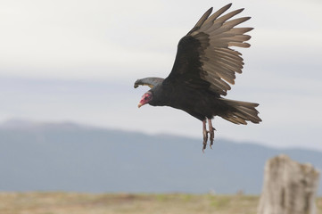 Turkey vulture (Cathartes aura)