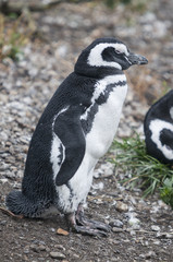 Fototapeta premium Maguellanic penguins (Spheriscus maguellanicus) at the Martillo Island penguine colony in Tierra del Fuego, Argentina.