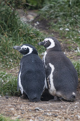 Maguellanic penguins (Spheriscus maguellanicus) at the Martillo Island penguine colony in Tierra del Fuego, Argentina.