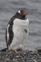 Gentoo penguin (Pygoscelis papua) at the Martillo Island penguin colony, Tierra del Fuego, Argentina.