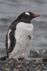 Gentoo penguin (Pygoscelis papua) at the Martillo Island penguin colony, Tierra del Fuego, Argentina.