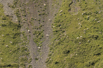 Mountain goats on a mountain in banff national park