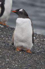 Obraz premium Gentoo penguin (Pygoscelis papua) at the Martillo Island penguin colony, Tierra del Fuego, Argentina.