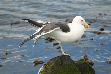 Kelp gull (Larus dominicanus) 