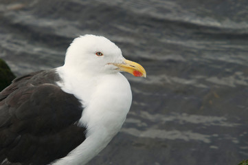 Fototapeta na wymiar Kelp gull (Larus dominicanus) 