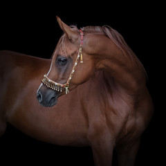 Portrait of a beautiful chestnut arabian horse look back isolated on black background