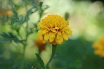 Tagets Aksamitka byczki